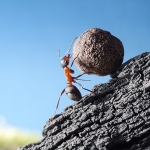 red ant rolls stone uphill